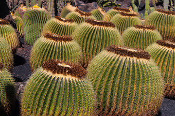 Ogród botaniczny, kaktusy na wyspie Lanzarote © anettastar