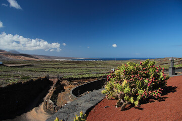 Ogród botaniczny, kaktusy na wyspie Lanzarote © anettastar