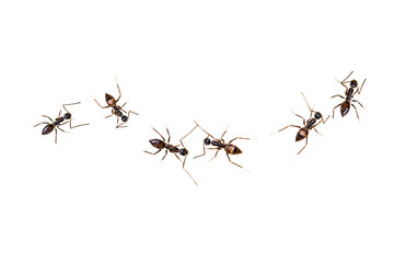 Harmless black ants like to eat sugar on a white background.