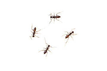 Harmless black ants like to eat sugar on a white background.