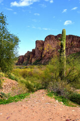 Obraz premium Salt River Recreation Area Arizona