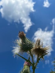 Obraz premium Thistle blossoms against the blue sky