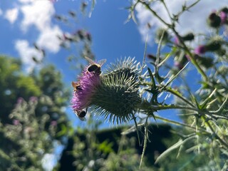 Bees on the blossom of a thistle