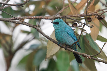 verditer flycatcher or Eumyias thalassinus in Binsar in Uttarakhand, India