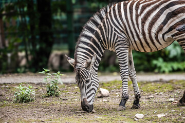 zebra eating grass