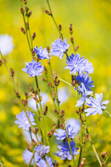Beautiful blue flowers of common chicory plant growing in the meadow. Beautiful Summer scenery of Latvia, Northern Europe.