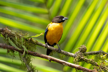 Black-chinned Mountain Tanager (Anisognathus notabilis) perched on a branch. Tangara barbinegra posada en una rama. Aves de Ecuador. Birds of Ecuador.