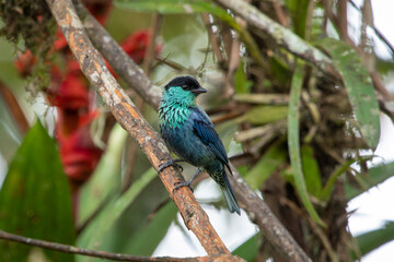 Male Black-capped Tanager (Tangara heinei) perched on a branch in its natural environment in...