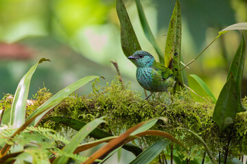 Female Black-capped Tanager (Tangara heinei). Aves de Ecuador. Birds of Ecuador.