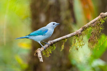 Blue-grey Tanager (Thraupis episcopus) perched on a branch in its natural environment in Ecuador....