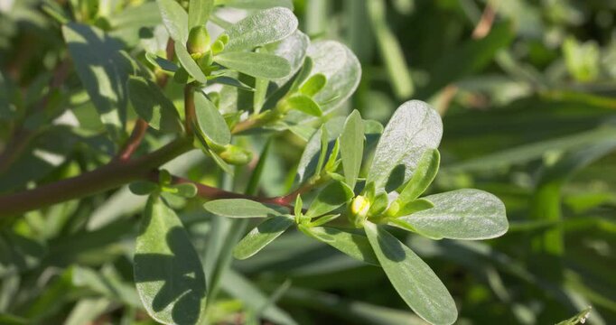 Close-up of Portulaca oleracea (common purslane) flower