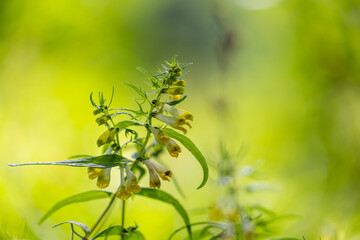 A beautiful yellow flowers of common cow-wheat plant growing in the forest. Beautiful Summer scenery of Latvia, Northern Europe.