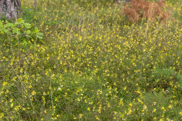 A beautiful yellow flowers of common cow-wheat plant growing in the forest. Beautiful Summer scenery of Latvia, Northern Europe.
