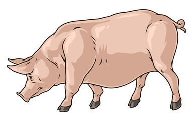 Big pig detailed sticker colorful