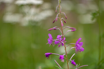 Pink fireweed flowers blooming in the forest meadow. Beautiful Summer scenery of Latvia, Northern Europe.