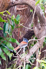 Photo of Mascarene paradise flycatcher in La Reunion