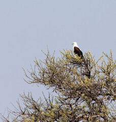 Photo of  African fish eagle