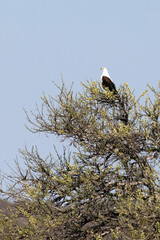 Photo of  African fish eagle