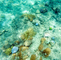 a photo of colorful coral reef
