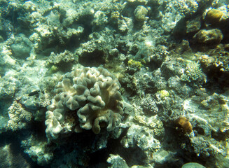 a photo of colorful coral reef