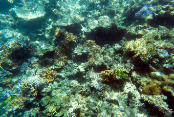 a photo of colorful coral reef