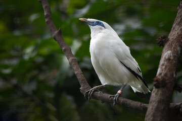 Bali myna