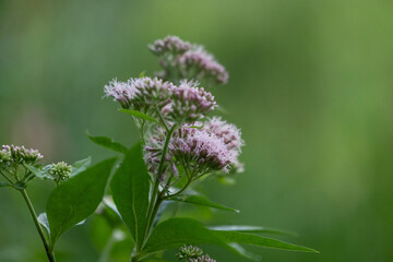 Purple hemp-agrimony flowers blooming near the pond. Beautiful summer scenery of Latvia, Northern Europe.