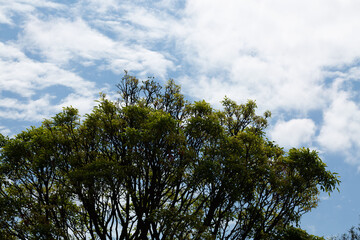 Obraz premium Árvore de galhos longos, folhas verde e céu azul com nuvens. 