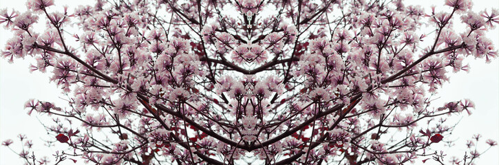 Galho de árvore cereja com muitas flores cor de rosa. 