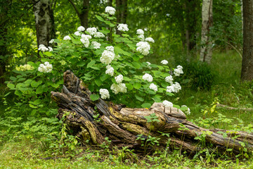 White hortensia flower in the bush growing in the garden. Beautiful Summer scenery of Latvia, Northern Europe.