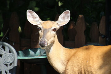 Deer just enjoying some bird seed