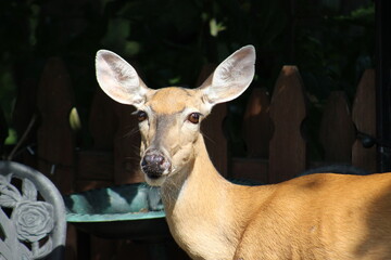 Deer just enjoying some bird seed