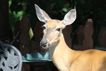 Fototapeta premium Deer just enjoying some bird seed