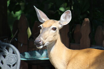 Deer just enjoying some bird seed