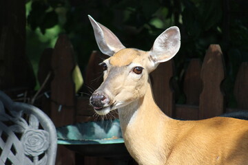 Deer just enjoying some bird seed