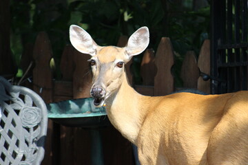 Deer just enjoying some bird seed