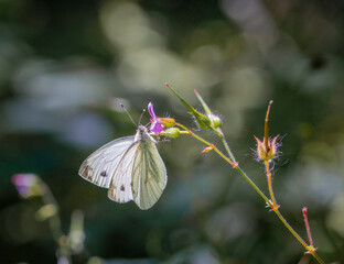 butterfly on flower