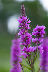 Purple loosestrife flowers blooming near the water. Beautiful Summer scenery of Latvia, Northern Europe.