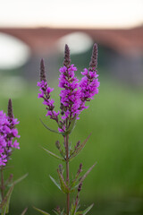Purple loosestrife flowers blooming near the water. Beautiful Summer scenery of Latvia, Northern Europe.
