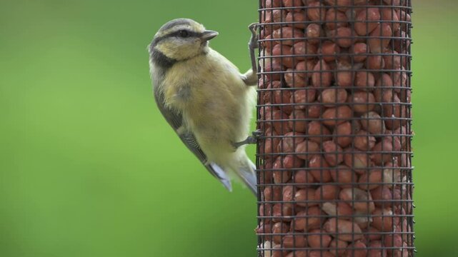 Young Blue Tit (Cyanistes caeruleus) with immature plumage eating peanuts from a garden bird feeder. July, Kent, UK. [Half speed]	