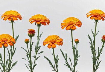 image of marigold flowers on a white background