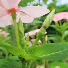 日本で夏にニチニチソウがピンク色の花を咲かせています