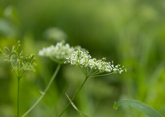 White flowers of wild carrot plant. Queen Anne's lace. Beautiful Summer scenery of Latvia, Northern Europe.