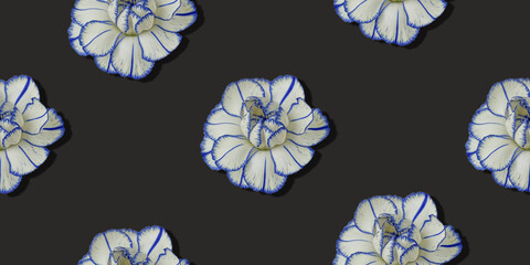 A close-up full-sized of a white carnation with a thin blue border flower bud with blue tips, isolated on a grey background