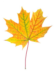 bright fallen autumn maple leaf isolated on white