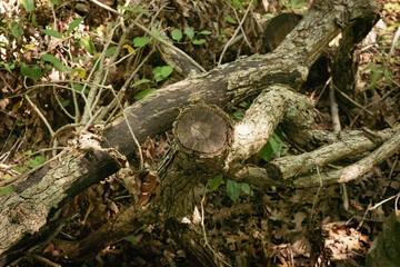 stump in the forest