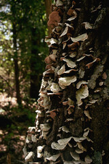 mushrooms on tree