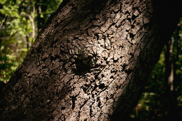 tree bark texture