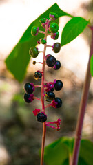 Berries