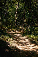 path in the woods